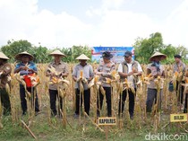 Sinergi Petani dan Polisi Bojonegoro Ikut Panen Raya Jagung via Virtual