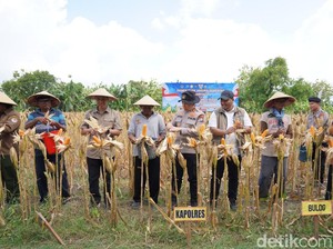 Sinergi Petani dan Polisi Bojonegoro Ikut Panen Raya Jagung via Virtual