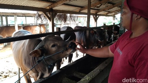 Sapi pilihan Presiden Prabowo Subianto untuk kurban Idul Adha yang dibeli dari peternak di Kabupaten Tabanan, Bali, Minggu (17/5/2026). (Foto: Krisna Pradipta/detikBali)