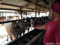 Video: Melihat Sapi Kurban Presiden Prabowo di Tabanan