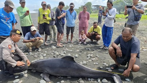 Seekor lumba-lumba hidung botol terdampar dalam kondisi mati di Pantai Yehsumbul, Kecamatan Mendoyo, Kabupaten Jembrana, Bali, Minggu (17/5/2026). (Foto: Dok. Polres Jembrana)