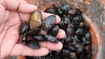 Warga Banyuwangi Berburu Kerang Remis Saat Air Laut Surut