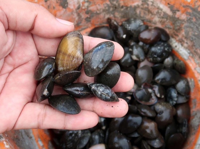 Warga mencari kerang remisi di Pantai Cacalan, Banyuwangi, Jawa Timur, Minggu (17/5/2026). Sejumlah warga memanfaatkan surutnya air laut untuk mencari kerang sebagai sumber pendapatan tambahan yang dijual Rp50 ribu per kilogram. ANTARA FOTO/Budi Candra Setya/YU