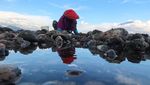 Warga Banyuwangi Berburu Kerang Remis Saat Air Laut Surut