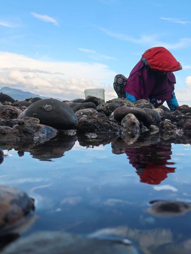 Warga Banyuwangi Berburu Kerang Remis Saat Air Laut Surut
