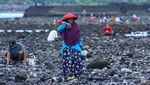 Warga Banyuwangi Berburu Kerang Remis Saat Air Laut Surut