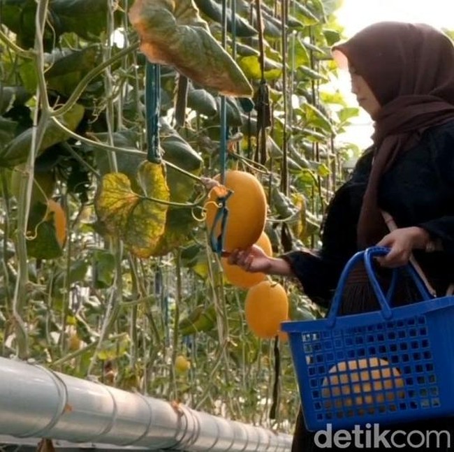 Wisata Petik Melon Hidroponik di Probolinggo Jadi Favorit Keluarga