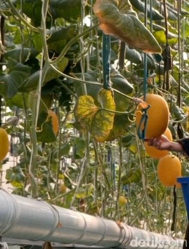 Wisata Petik Melon Hidroponik di Probolinggo Jadi Favorit Keluarga