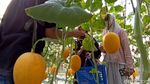 Wisata Petik Melon Hidroponik di Probolinggo Jadi Favorit Keluarga
