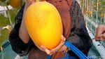 Wisata Petik Melon Hidroponik di Probolinggo Jadi Favorit Keluarga