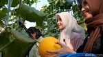 Wisata Petik Melon Hidroponik di Probolinggo Jadi Favorit Keluarga