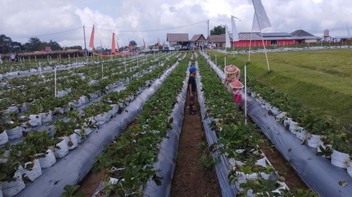 Wisatawan memetik stroberi di La Fresa, Bangli, Bali, Kamis (14/5/2026).