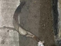 Petugas Tiket Parangtritis Dibacok Celurit Saat Piket Malam