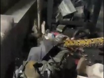 Damkar Parepare Evakuasi Ular Piton 7 Meter Sembunyi di Bengkel Motor