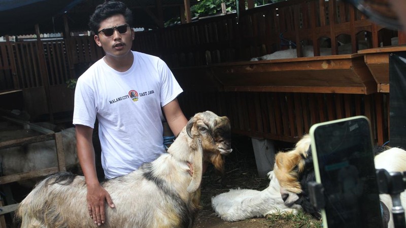Peternak menawarkan kambing kurban melalui siaran langsung atau live streaming di peternakan This Is Farm, Malang, Jawa Timur, Senin (18/5/2026). Peternak kambing setempat memanfaatkan ruang digital berupa siaran langsung dan unggahan media sosial untuk memasarkan ternaknya sebagai hewan kurban dan mampu menjual sedikitnya 50 ekor kambing jenis Jawa Randu, Senduro, serta Peranakan Etawa ke sejumlah daerah seperti Tangerang, Surabaya maupun Sidoarjo dengan harga Rp3 juta hingga Rp9 juta per ekor. ANTARA FOTO/Ari Bowo Sucipto