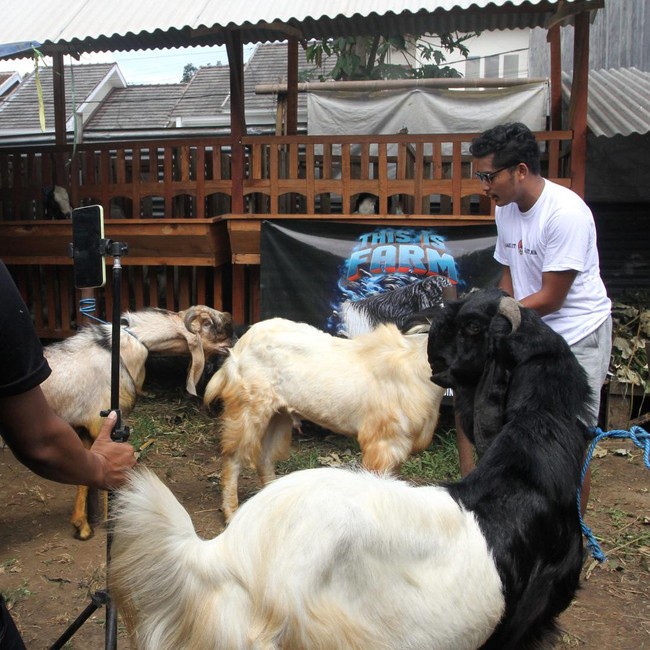 Dari Kandang ke Layar Ponsel, Live Streaming Jualan Kambing Kurban