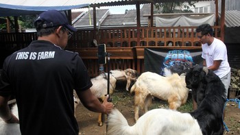 Peternak menyebut metode penjualan online membantu meningkatkan minat pembeli karena masyarakat dapat memilih hewan kurban tanpa harus datang langsung ke lokasi peternakan. Selain lebih praktis, sistem pemasaran digital juga memudahkan peternak dalam mempromosikan kualitas ternak kepada calon pelanggan. ANTARA FOTO/Ari Bowo Sucipto