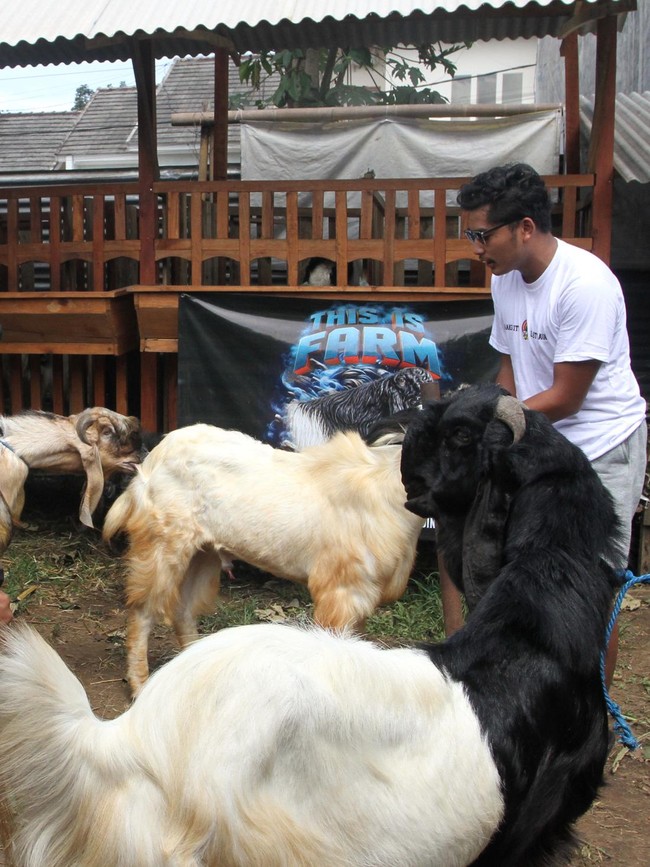 Dari Kandang ke Layar Ponsel, Live Streaming Jualan Kambing Kurban