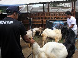 Dari Kandang ke Layar Ponsel, Live Streaming Jualan Kambing Kurban