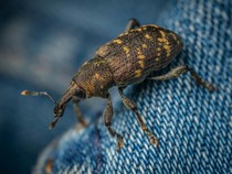 11 Cara Aman dan Natural untuk Menghilangkan serta Mencegah Kutu Beras
