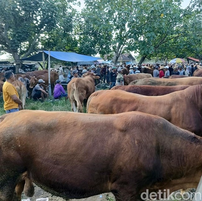 Harga Sapi di Pasar Hewan Lumajang Naik Menjelang Idul Adha