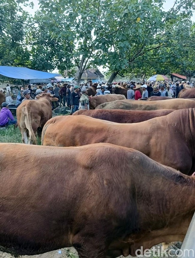 Harga Sapi di Pasar Hewan Lumajang Naik Menjelang Idul Adha
