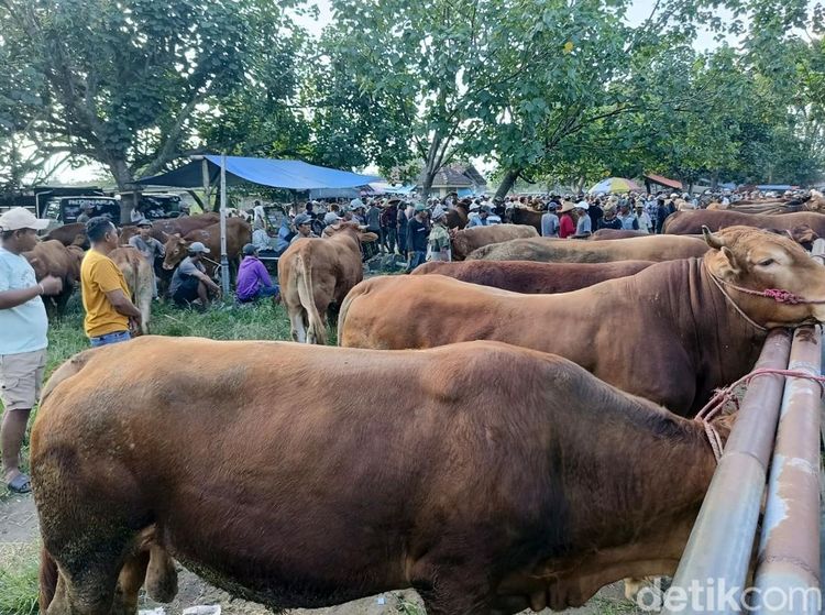 Harga Sapi di Pasar Hewan Lumajang Naik Menjelang Idul Adha