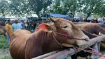 Harga Sapi di Pasar Hewan Lumajang Naik Menjelang Idul Adha
