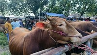 Kenaikan harga hewan kurban ini berkisar Rp 1,5 juta hingga Rp 3 juta per ekor tergantung ukuran sapi. Harga sapi yang sebelumnya Rp 16 juta kini menjadi Rp 17,5 juta.