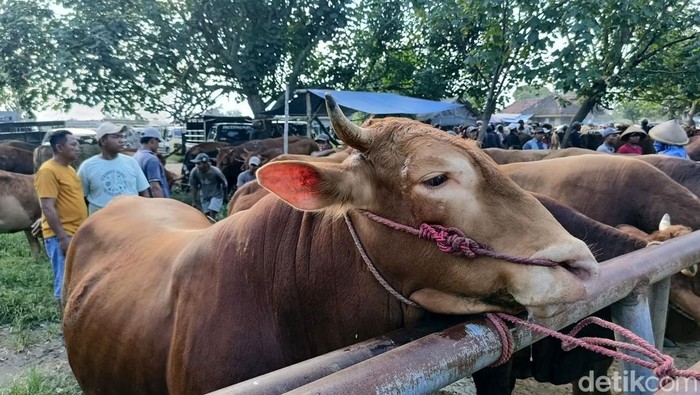 Jelang Idul Adha Harga Sapi Kurban Naik di Pasar Hewan Lumajang