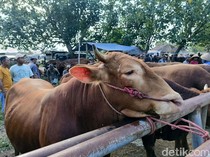 IPB Perketat Pemeriksaan Hewan Kurban di Tengah Ancaman PMK