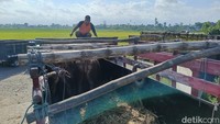Sedangkan untuk sapi berukuran besar dari Rp 27 juta rupiah kini menjadi Rp 30 juta per ekornya.