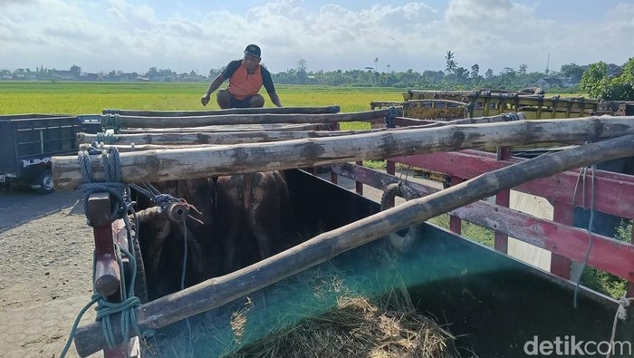 Jelang Idul Adha Harga Sapi Kurban Naik di Pasar Hewan Lumajang