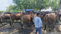Kenaikan harga hewan kurban ini lantaran banyaknya permintaan warga yang membeli sapi untuk disembelih saat perayaan Hari Raya Idul Adha mendatang.