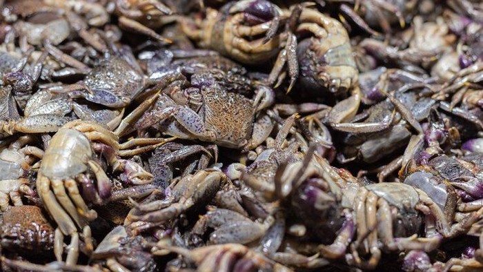 Kepiting fermentasi ala Pontianak.