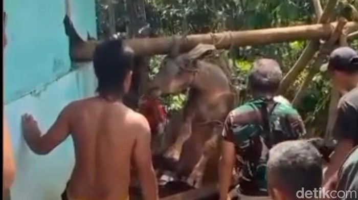 Kerbau untuk kurban masuk ke dalam sumur di Karanganyar, Salawu, Tasikmalaya