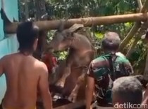 Kerbau Kurban Mati Masuk Sumur 12 Meter di Tasikmalaya