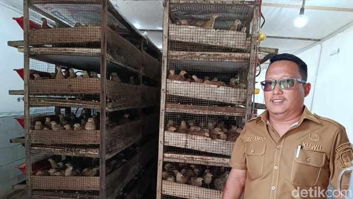 Kondisi kandang ternak burung puyuh di Desa Serang.