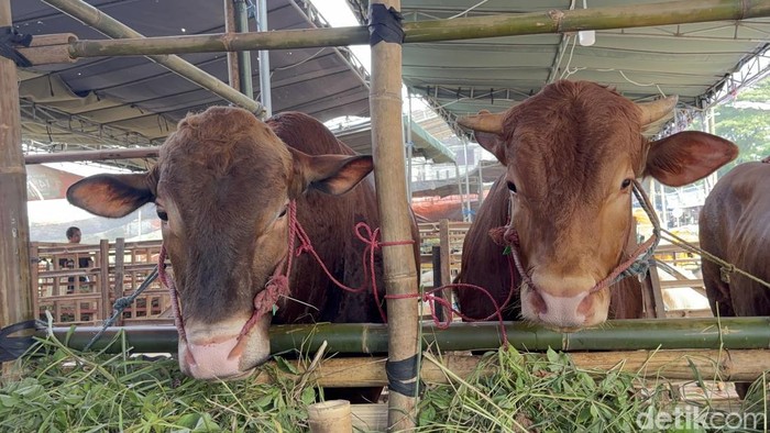 Lapak hewan kurban di Surabaya