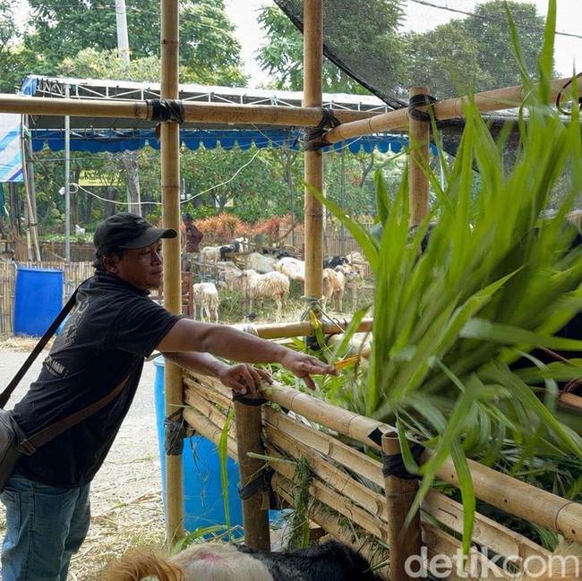 Lapak Penjual Hewan Kurban Mulai Bermunculan di Kota Surabaya