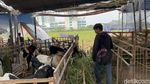 Lapak Penjual Hewan Kurban Mulai Bermunculan di Kota Surabaya