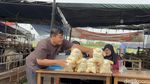 Lapak Penjual Hewan Kurban Mulai Bermunculan di Kota Surabaya