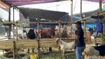 Lapak Penjual Hewan Kurban Mulai Bermunculan di Kota Surabaya