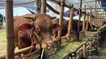 Lapak Penjual Hewan Kurban Mulai Bermunculan di Kota Surabaya