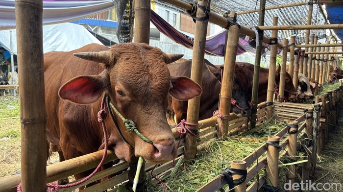 Lapak penjual hewan kurban mulai ramai di Surabaya
