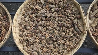 Kopi Luwak asal Indonesia dibuat dari biji kopi yang dimakan lalu dikeluarkan luwak lewat feses. Rasanya terkenal halus, tetapi proses produksinya sering diperdebatkan. Foto: AOL