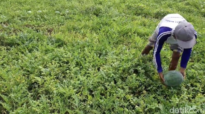 Panen semangka tanpa biji yang ditanam di lahan tidak produktif di pesisir Pangandaran