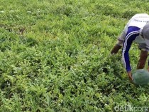 Kisah Sukses Agus Tani Semangka Beromzet Miliaran di Pesisir Pangandaran