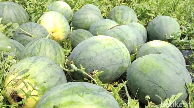 Panen semangka tanpa biji yang ditanam di lahan tidak produktif di pesisir Pangandaran Panen semangka tanpa biji yang ditanam di lahan tidak produktif di pesisir Pangandaran