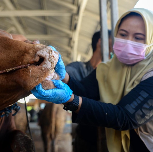 Pemeriksaan Hewan Kurban Diperketat Jelang Idul Adha